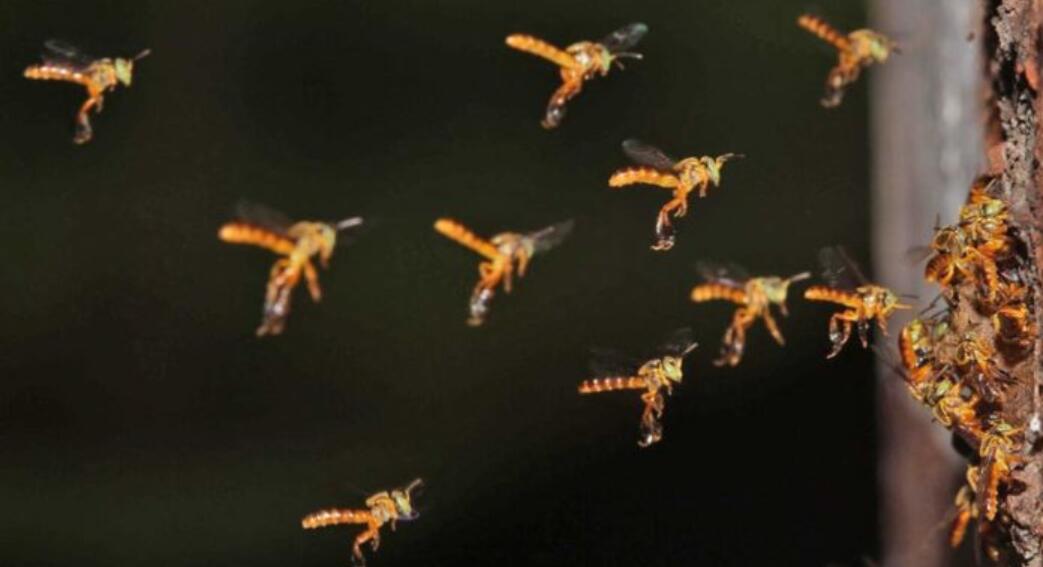Adm E Rbma Se Unem Para Promover Conhecimento Sobre Abelhas Nativas E Fortalecer A Biodiversidade Na Mata Atlântica