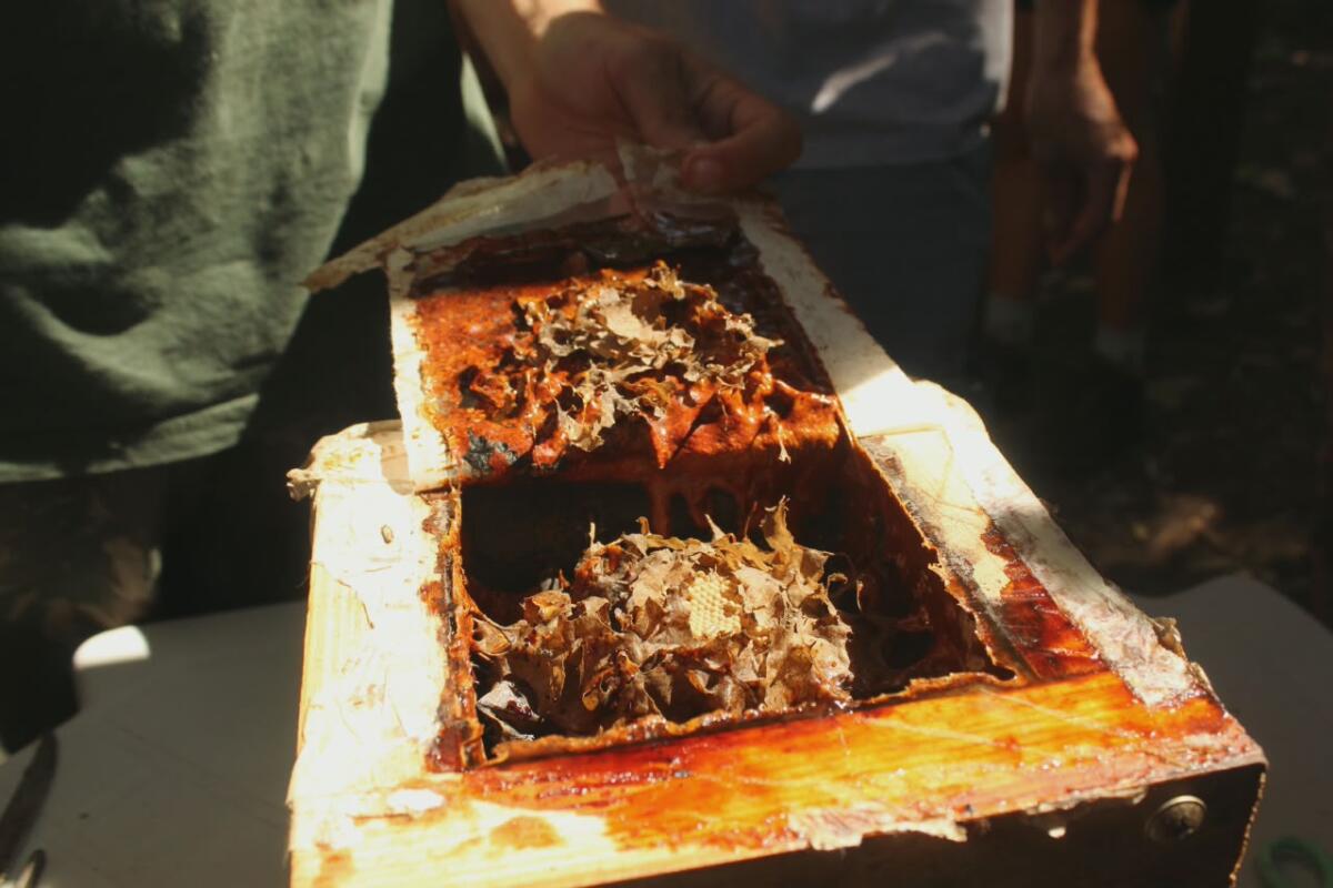 Parque Ilha Anchieta. Fotos Rafael Almeida (4)