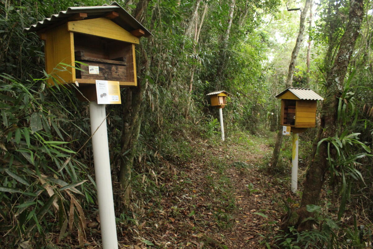 Meliponário Aldeia Tekoa Pira Rupá (SC). Fotos Rafael Almeida (1)